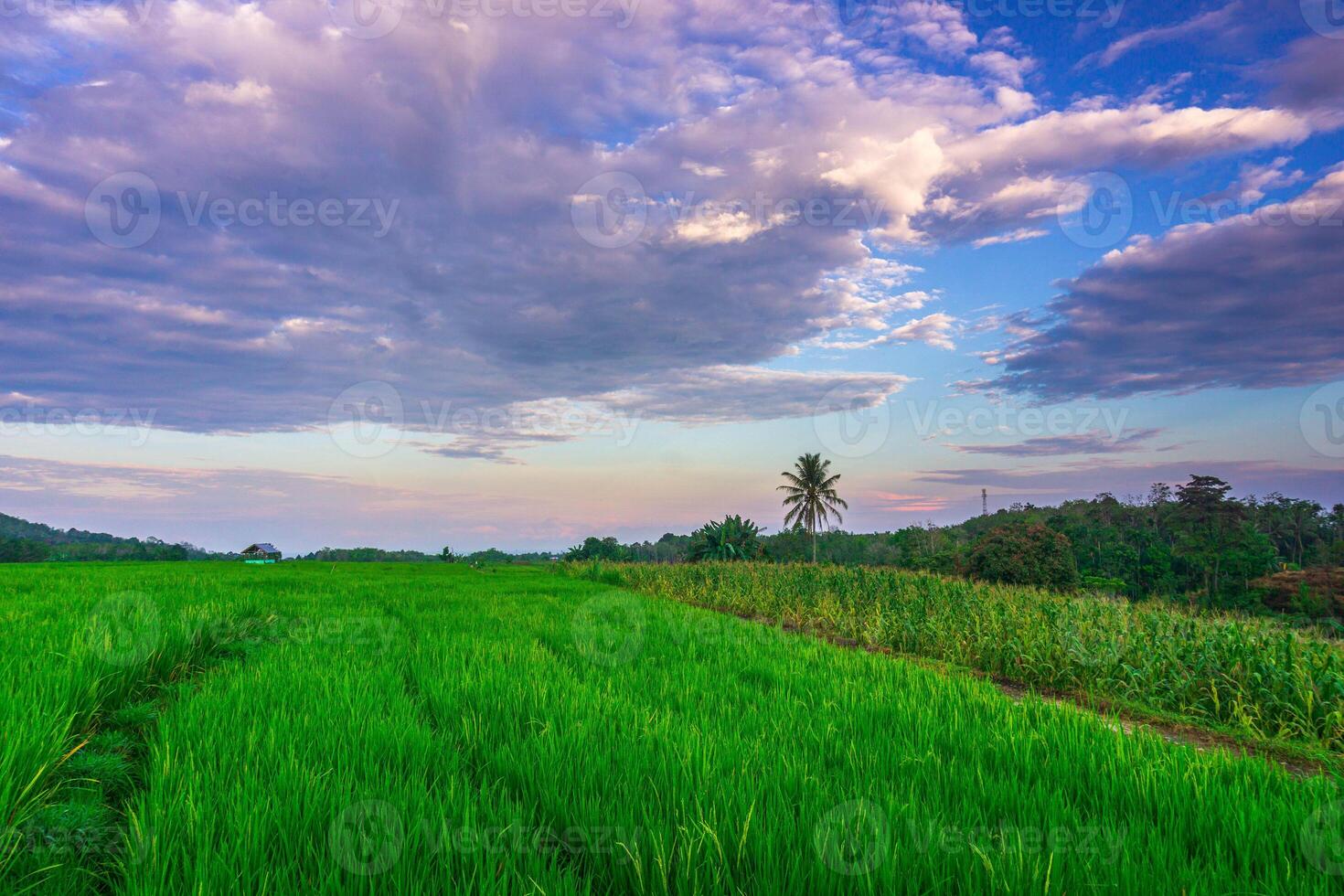 The vast expanse of green rice fields in the morning with beautiful mountains in Indonesia photo