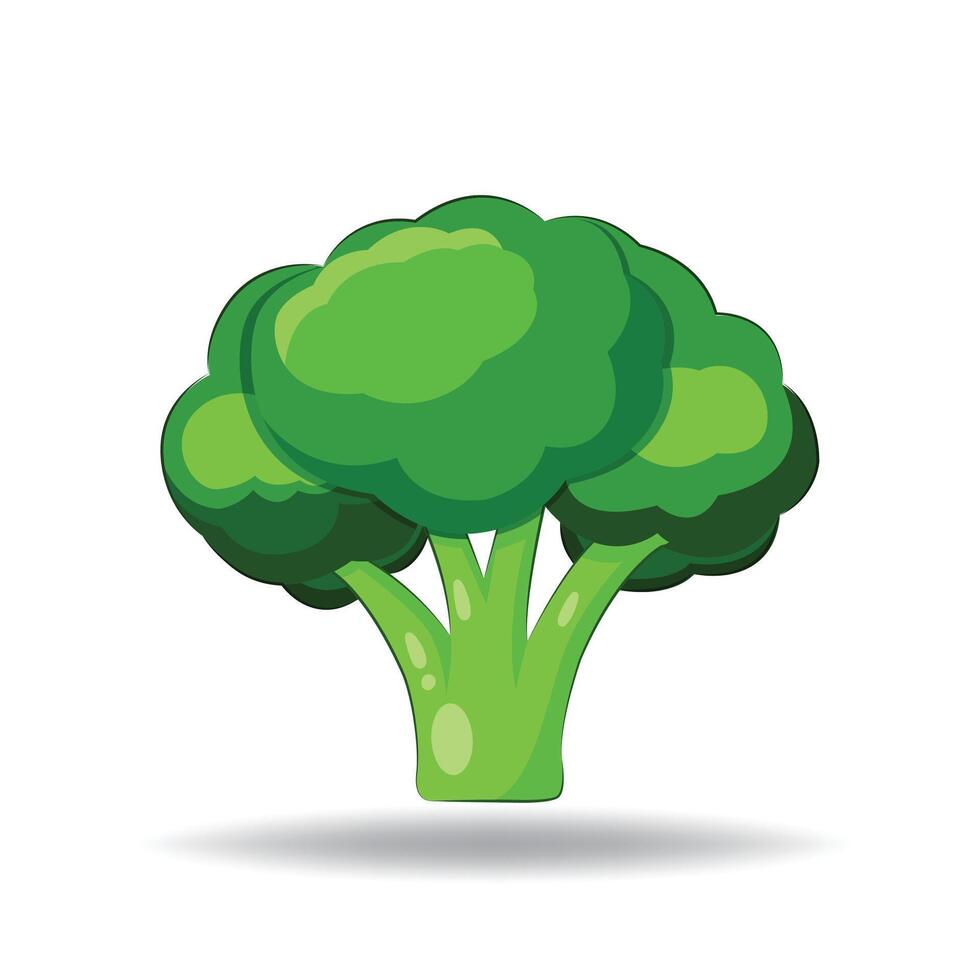 Broccoli Nutritious and Delicious Green Vegetable vector