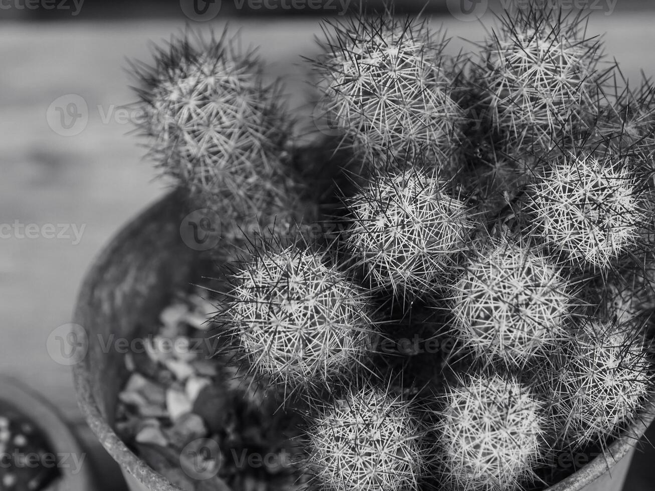 Small cactus in a pot in the outdoor garden photo