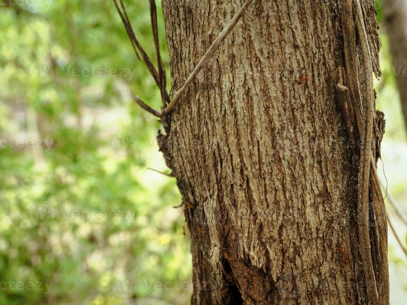 Tree bark texture in summer garden, close-up for natural background. photo