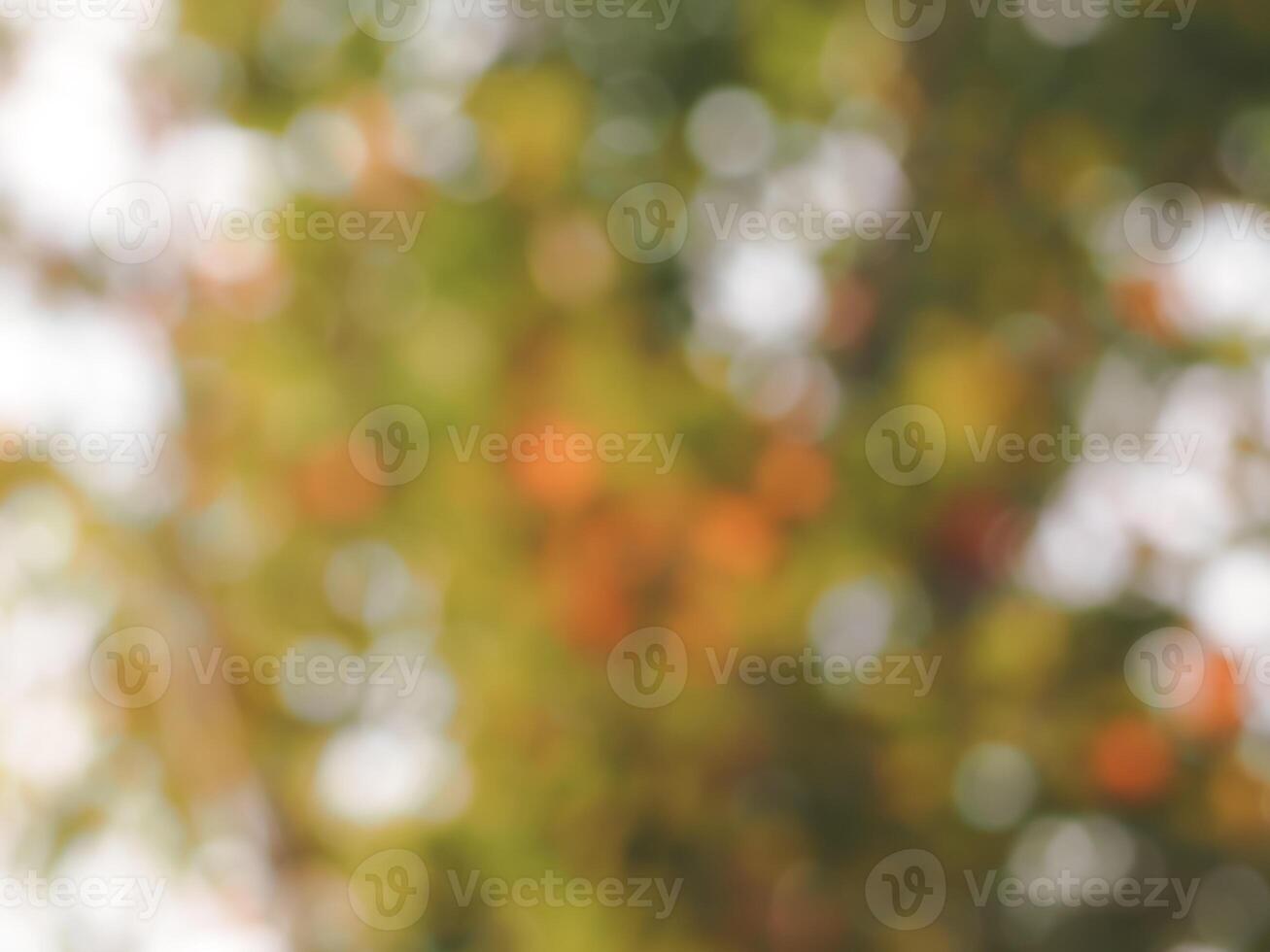 Blurred trees in summer for abstract nature background. photo
