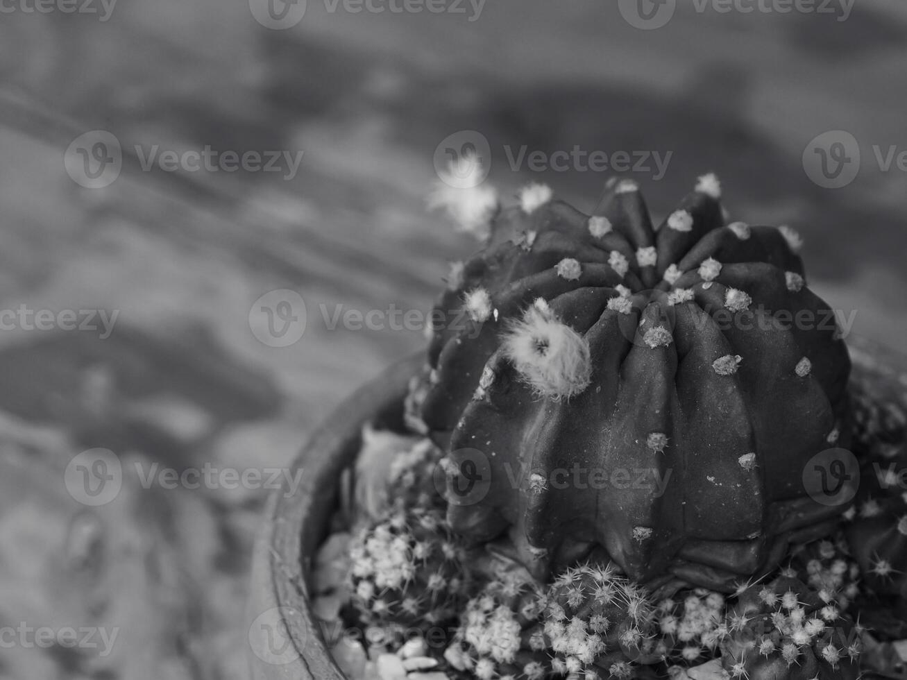 Small cactus in a pot in the outdoor garden photo