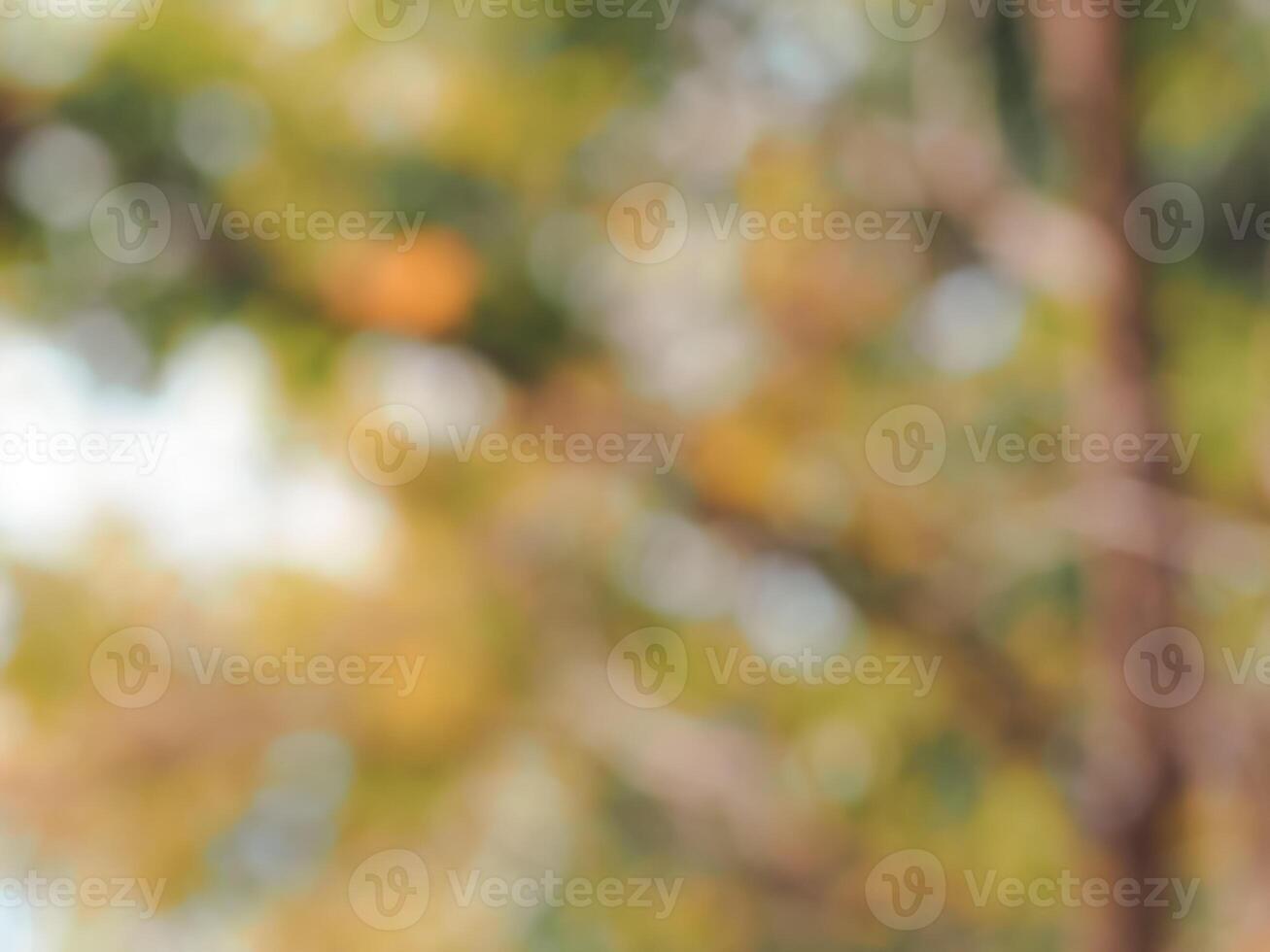 Blurred trees in summer for abstract nature background. photo