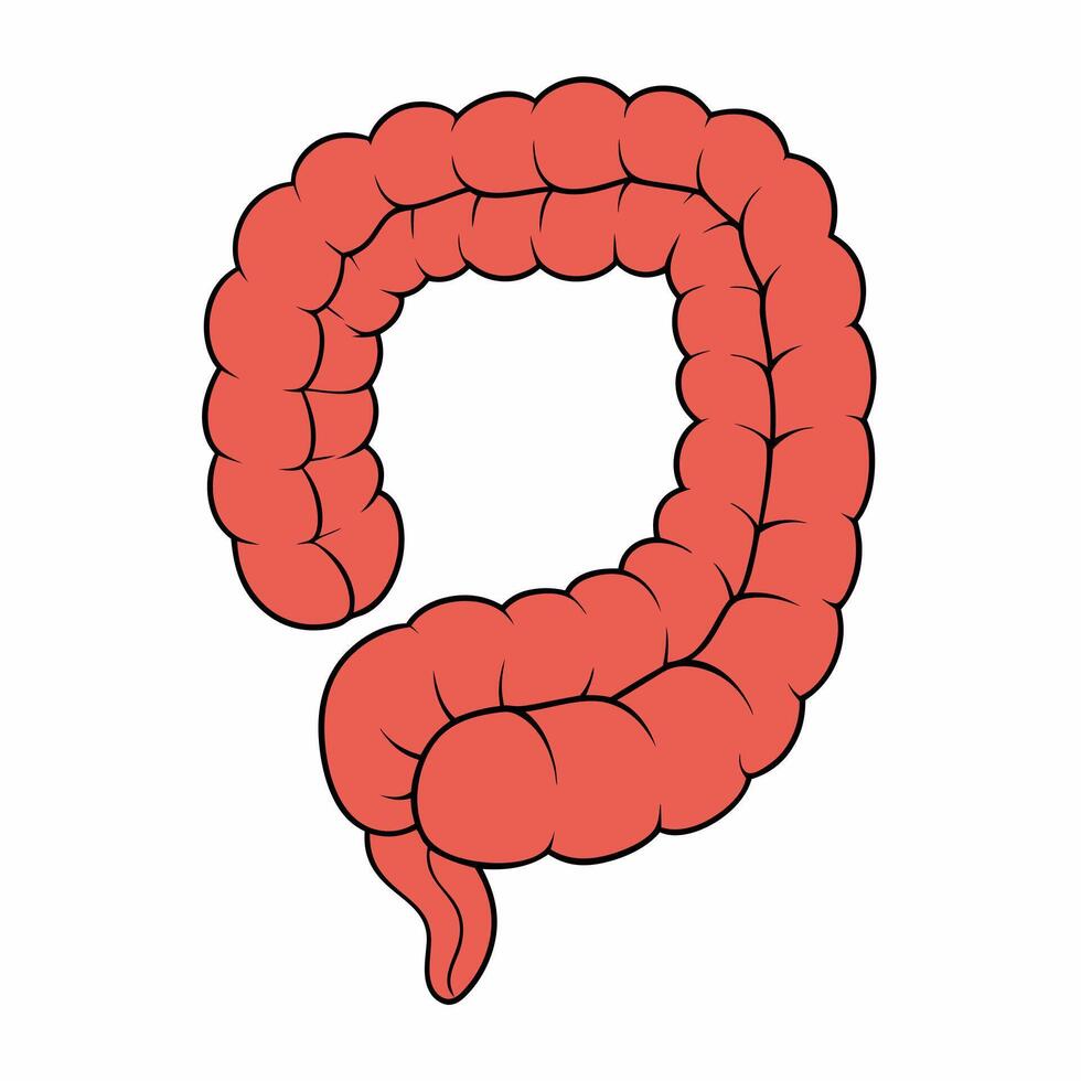 Large intestine human Anatomy illustration vector