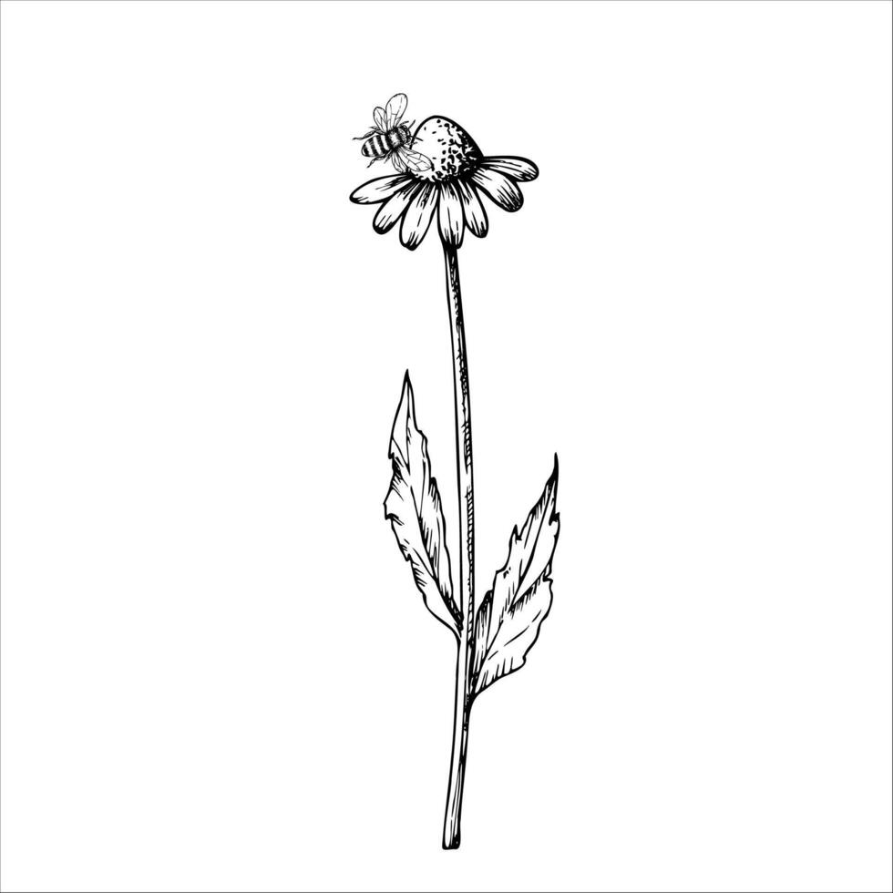 bumblebee on chamomile. Hand painted linear flowers. Graphic daisy isolated on background. Botanical and wedding illustration. For designers, invitations, decoration, postcards, w vector