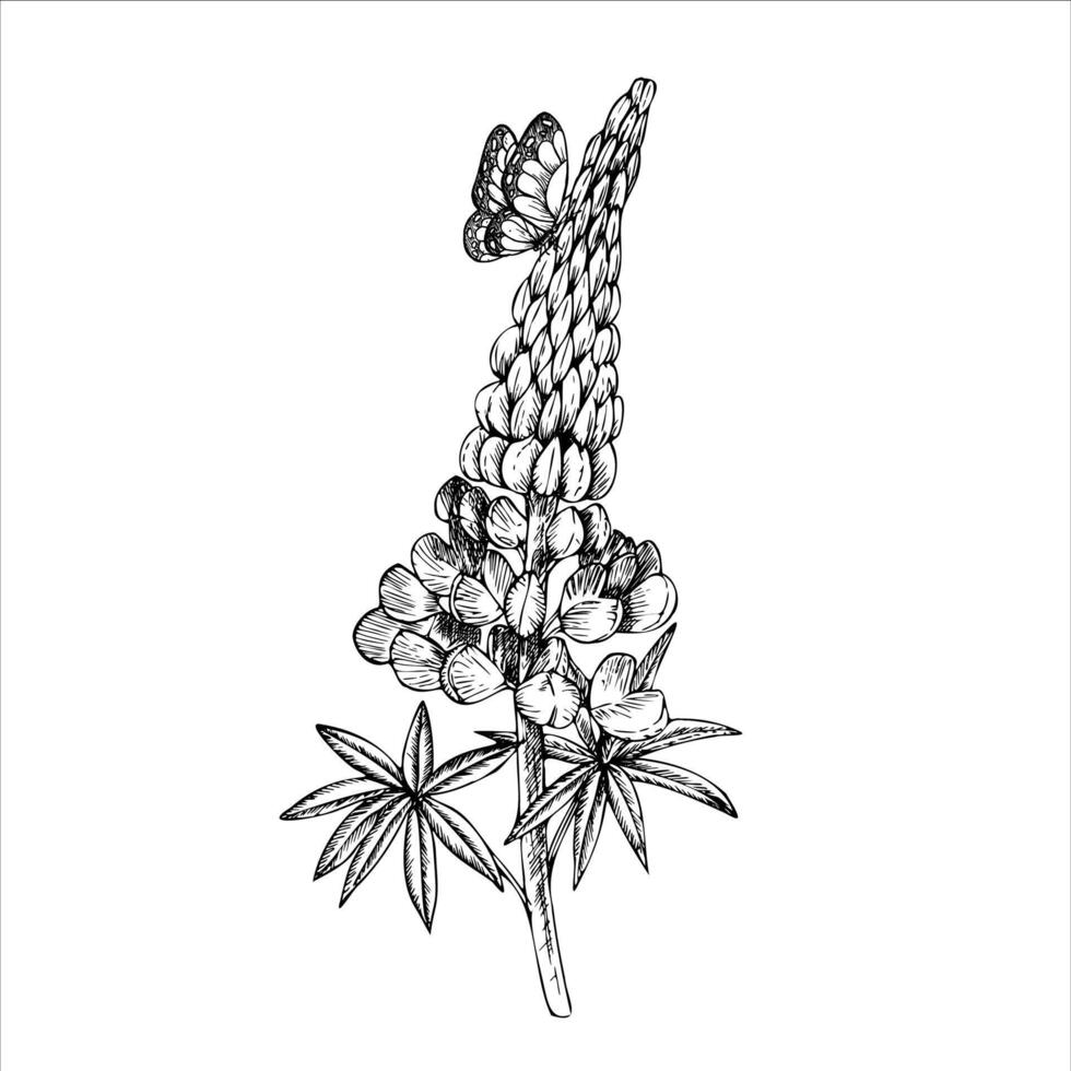 lupine with butterfly. Hand painted flower. Graphic clip art isolated on background. Botanical and wedding illustration. For designers, invitations, decoration, postcards, vector