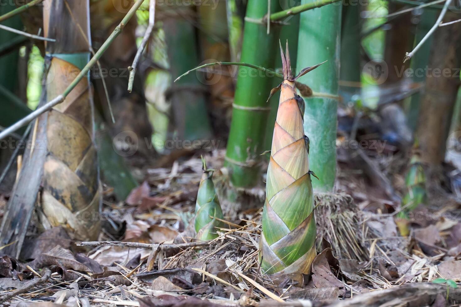 Bamboo Shoot is a bamboo sapling that breaks into shoots from underground bamboo rhizomes, sticks out into the ground and has a protective sheath. It is commonly used for cooking. photo