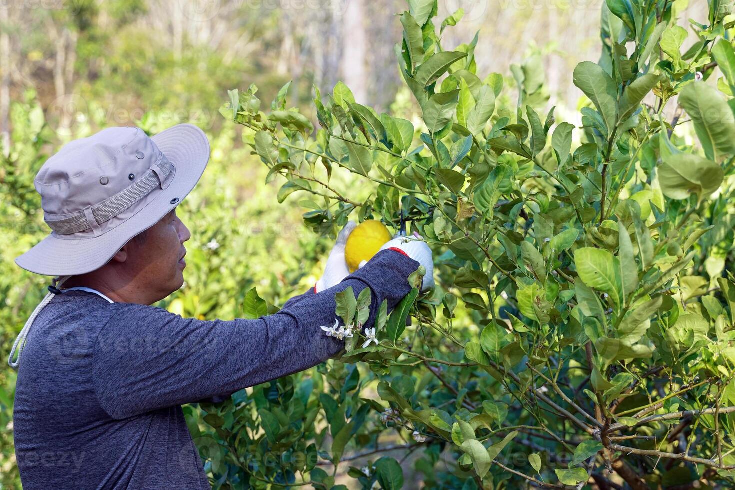 Gardeners pick lemons from trees that are ripe and ready to cut. Ripe lemons have yellow flesh and juicy flesh that is used for making lemonade. The fragrant peel is used as an ingredient in desserts. photo