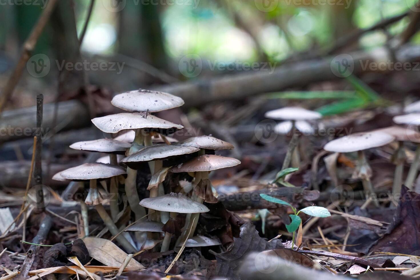 Clusters of poisonous mushrooms grow beneath the base of the bamboo forest. It is a mushroom that can be fatal if eaten. photo