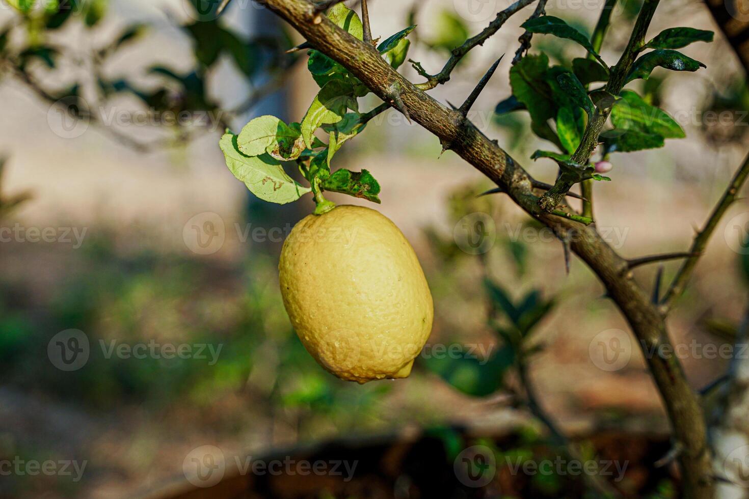 Ripe lemon fruit on the tree. Lemon is a fruit in the citrus family. The fruit is round and oval. The young fruit is green. When cooked it will be yellow. photo