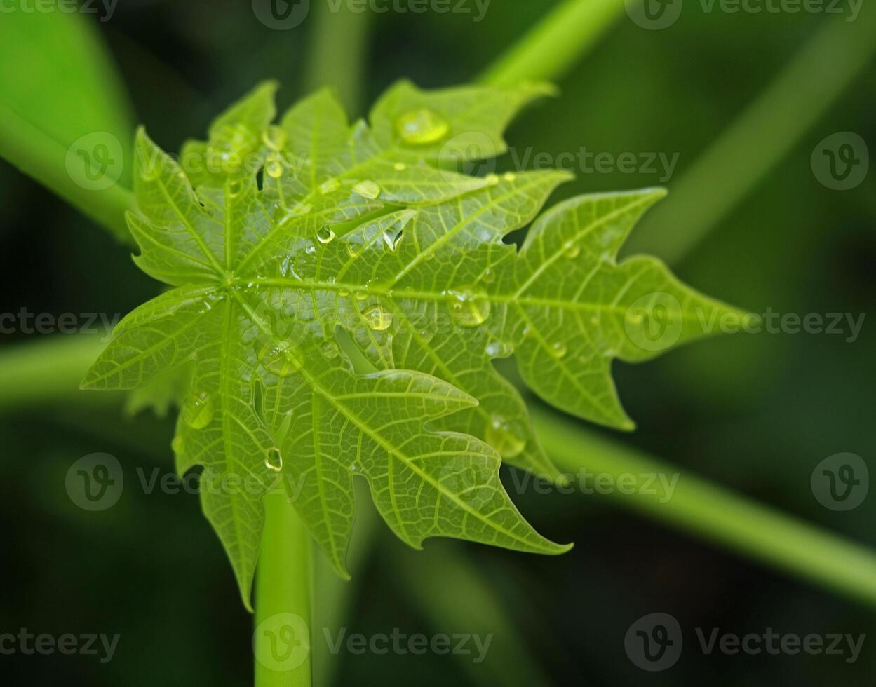 Young papaya tree leaves have water droplets on them after rain. Clear water drops all over the leaves. Translucent light green leaves, blurred background with branches.Photography. photo