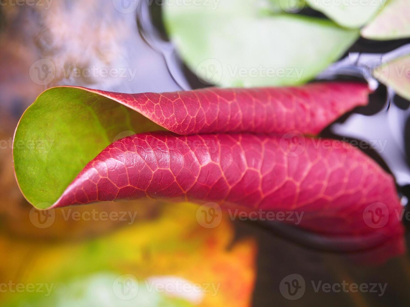 Young lotus leaf bright red lotus leaves contrast with bright green. The first lotus leaf opens and curls before expanding into a full lotus leaf.Photography. photo