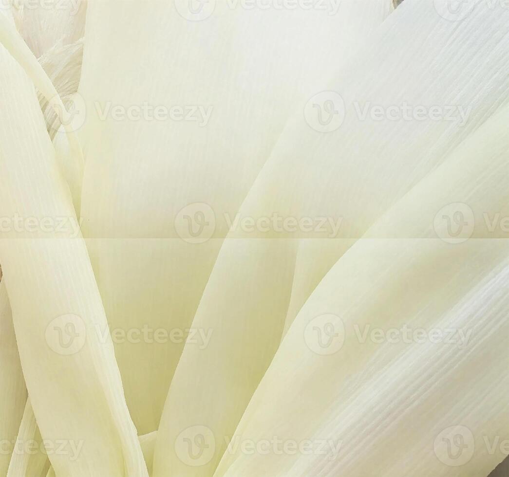 The innermost layer of the corn husk is arranged in layers that range from white to light green. By dividing the image in half according to the image itself. photo