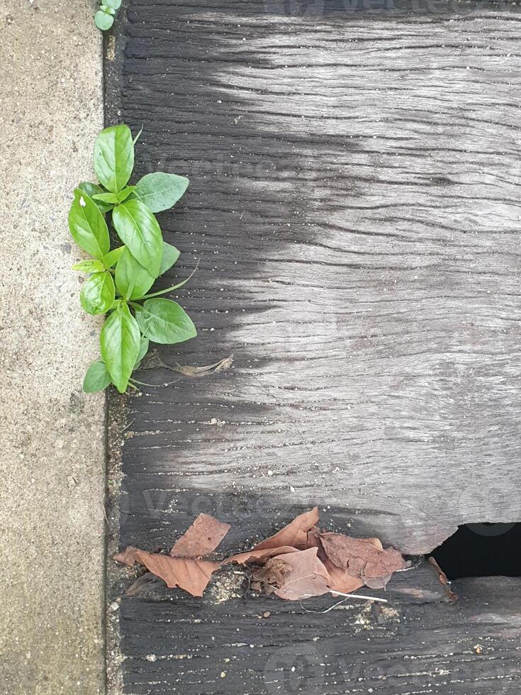 Weeds grow in the crevices of the old wood, which has a beautiful, strange pattern. Next to the wood is a cement floor.background. photo