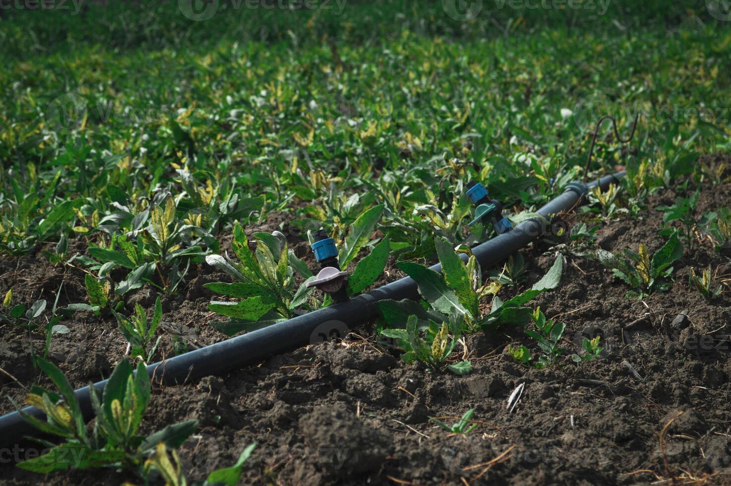 Lush Garden Bed with Irrigation System for Efficient Watering photo