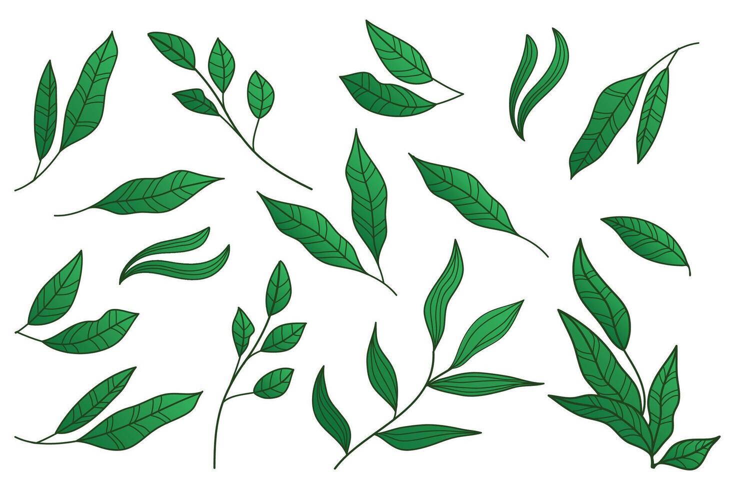 Leaves Branch with Hand-Drawn Line Color Floral Plants Collection vector