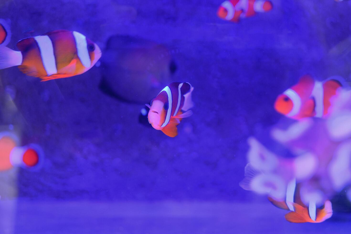 Group of fishes and blue tank in the indoor aquarium photo