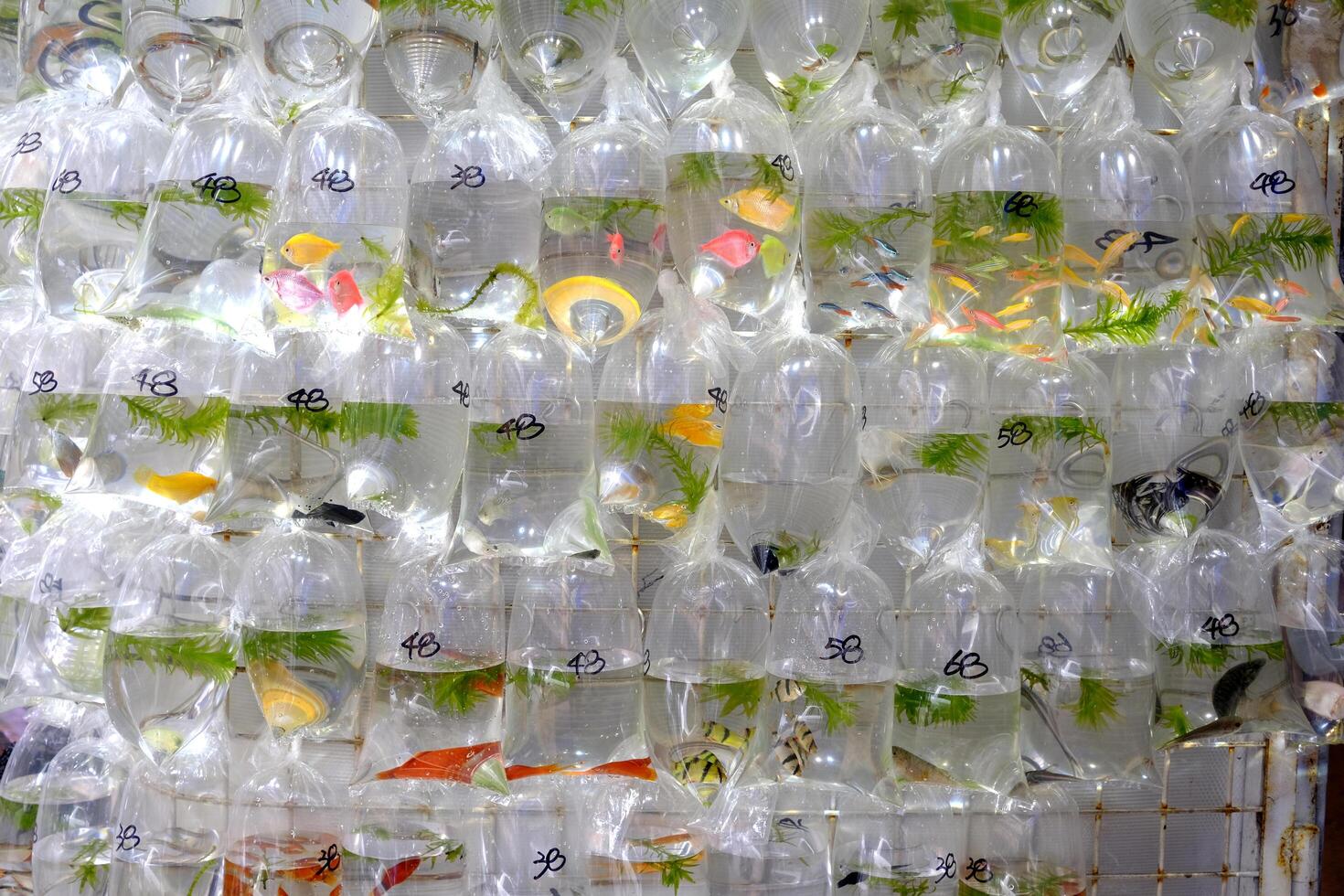 Outdoor Hong Kong traditional fish local storeshop front in the street photo