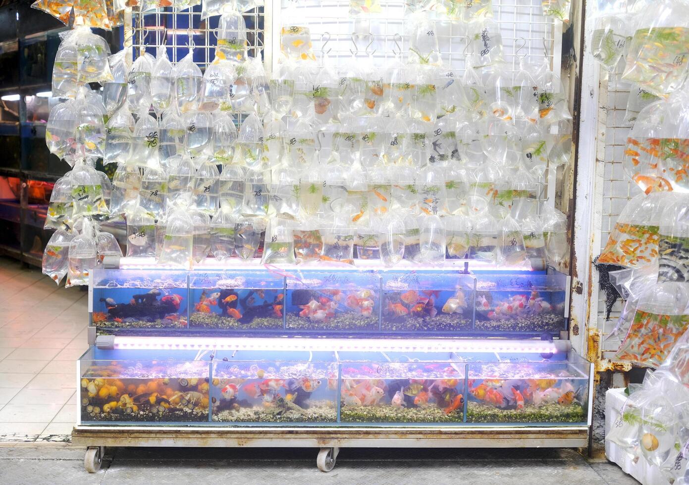 Outdoor Hong Kong traditional fish local storeshop front in the street photo