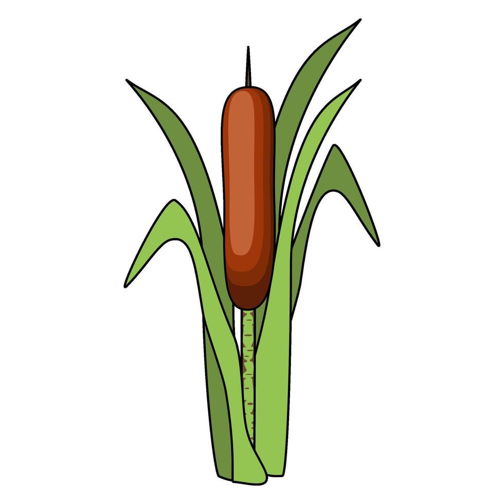 Cattails are a genus of flowering plant in flat technique vector