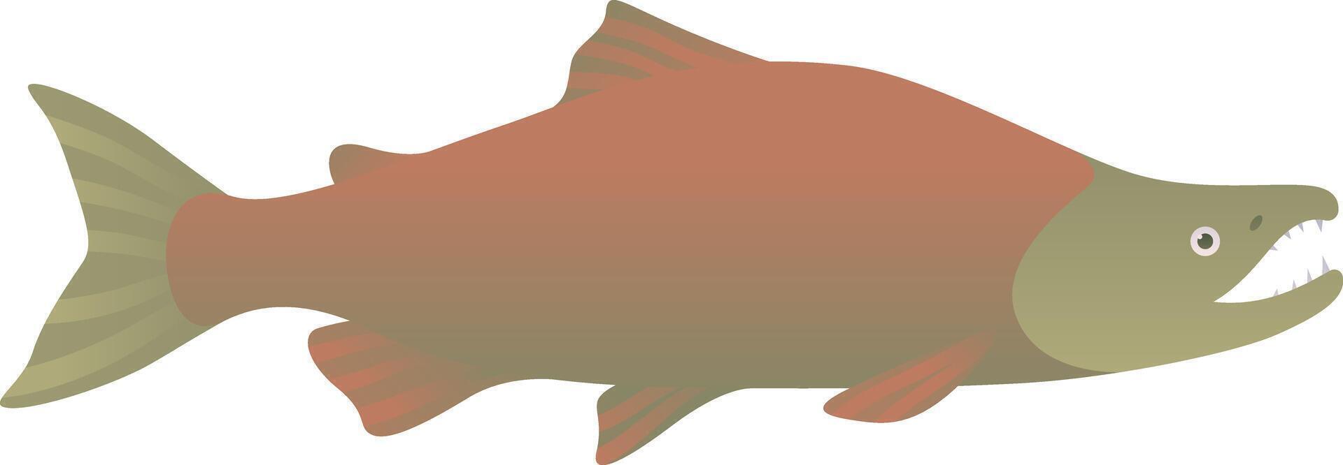 Sockeye salmon realistic illustration. Pacific ocean red fish isolated on white background. vector