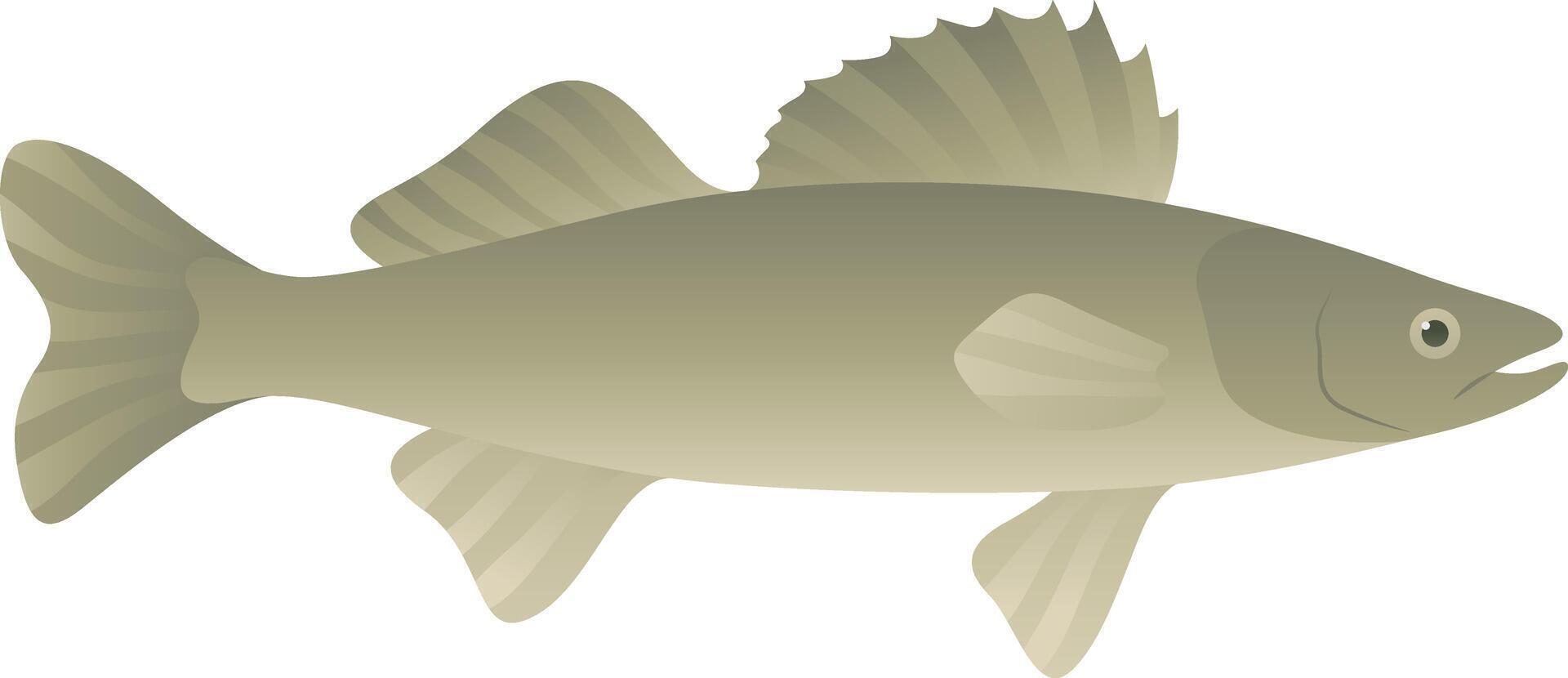 Walleye yellow pike realistic illustration. Pikeperch freshwater fish isolated on white background. River and lake animal of Canada and North America. vector