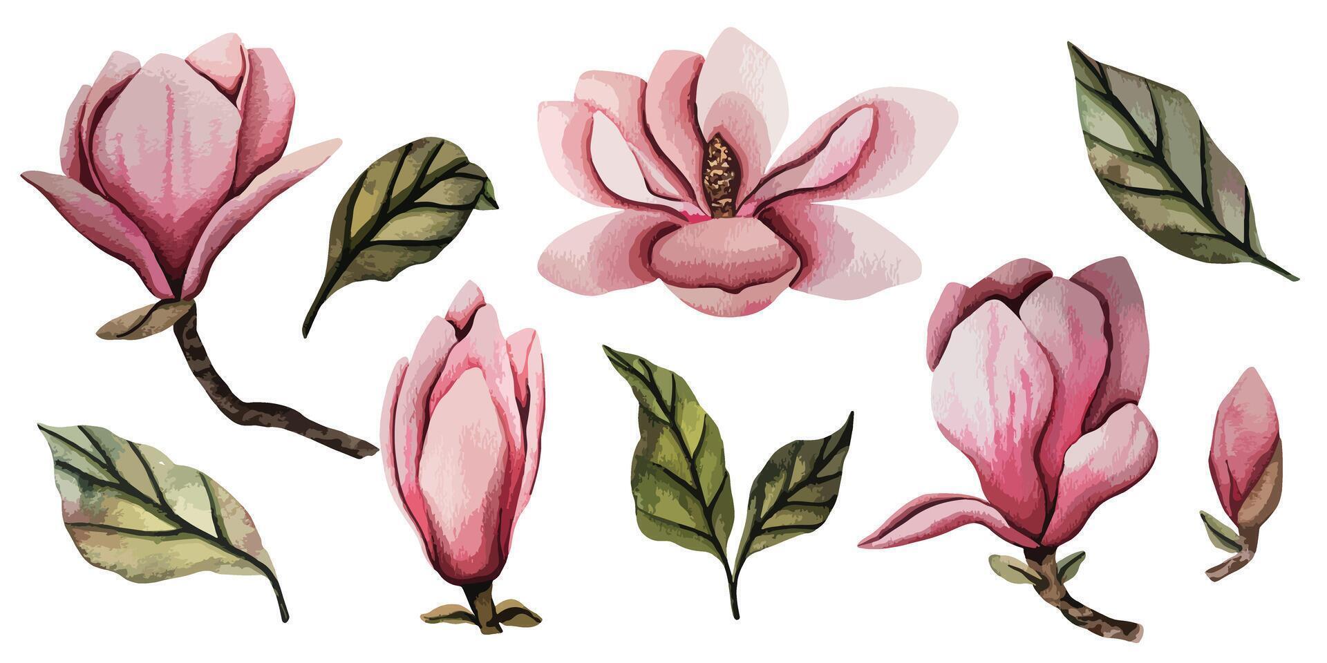Hand drawn magnolia flower, set of watercolor illustration. floral element. Pink magnolia flower bud of different shapes. Illustration for prints, templates, greeting cards, invitations. vector
