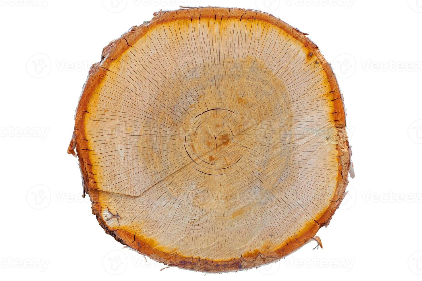 texture of the cut tree trunk photo