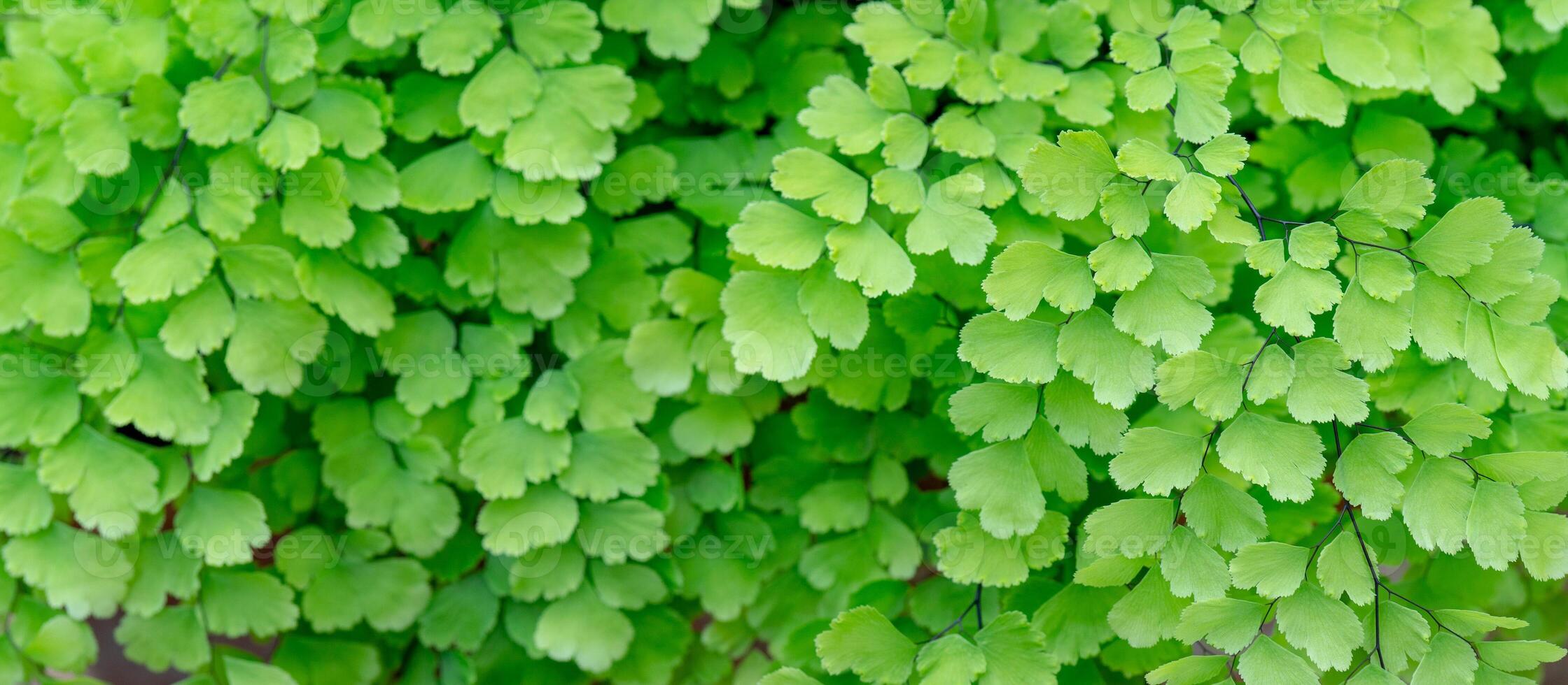 Texture of small green leaves. photo