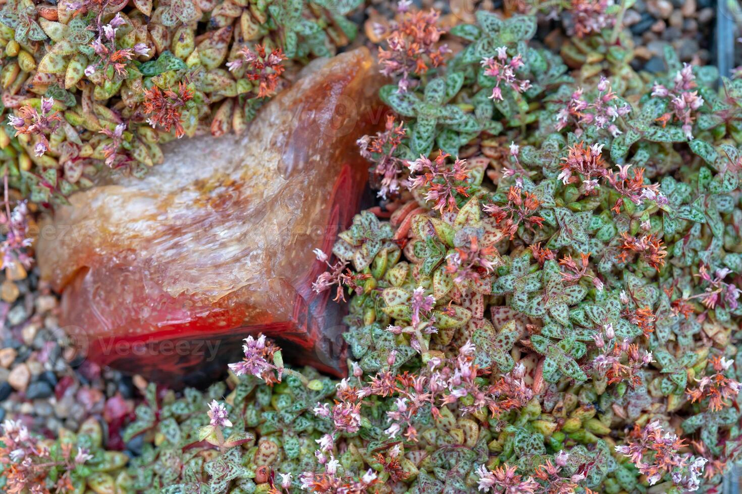 texture of small plants. photo