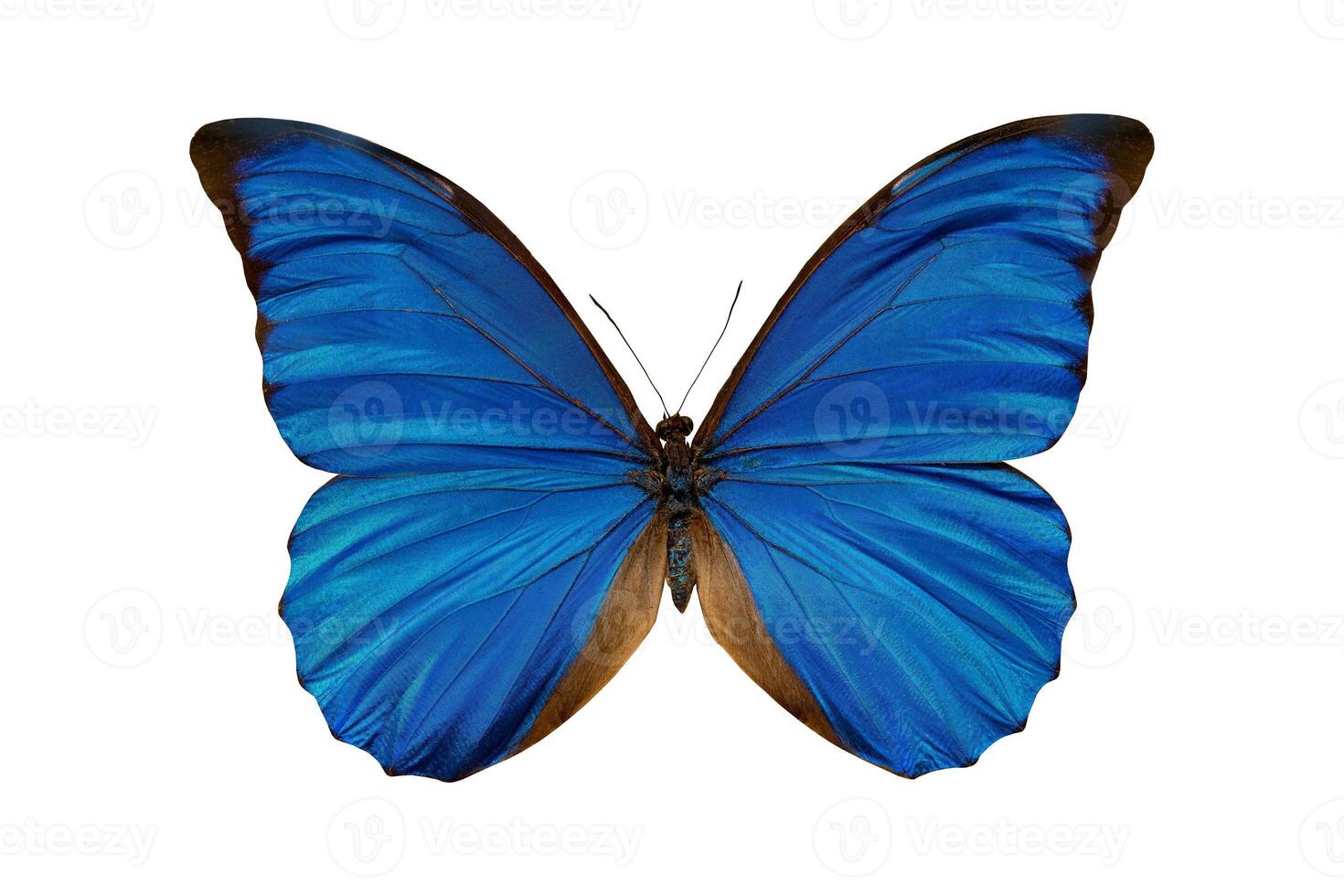 Butterfly morpho anaxibia collection. photo