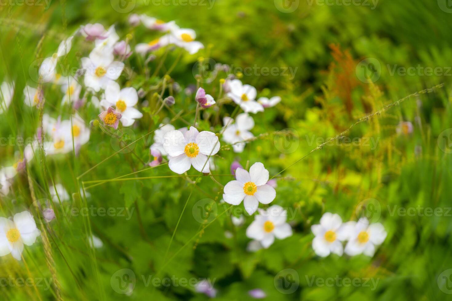 Little white wildflowers. Summer day in the countryside. Soft focus. photo