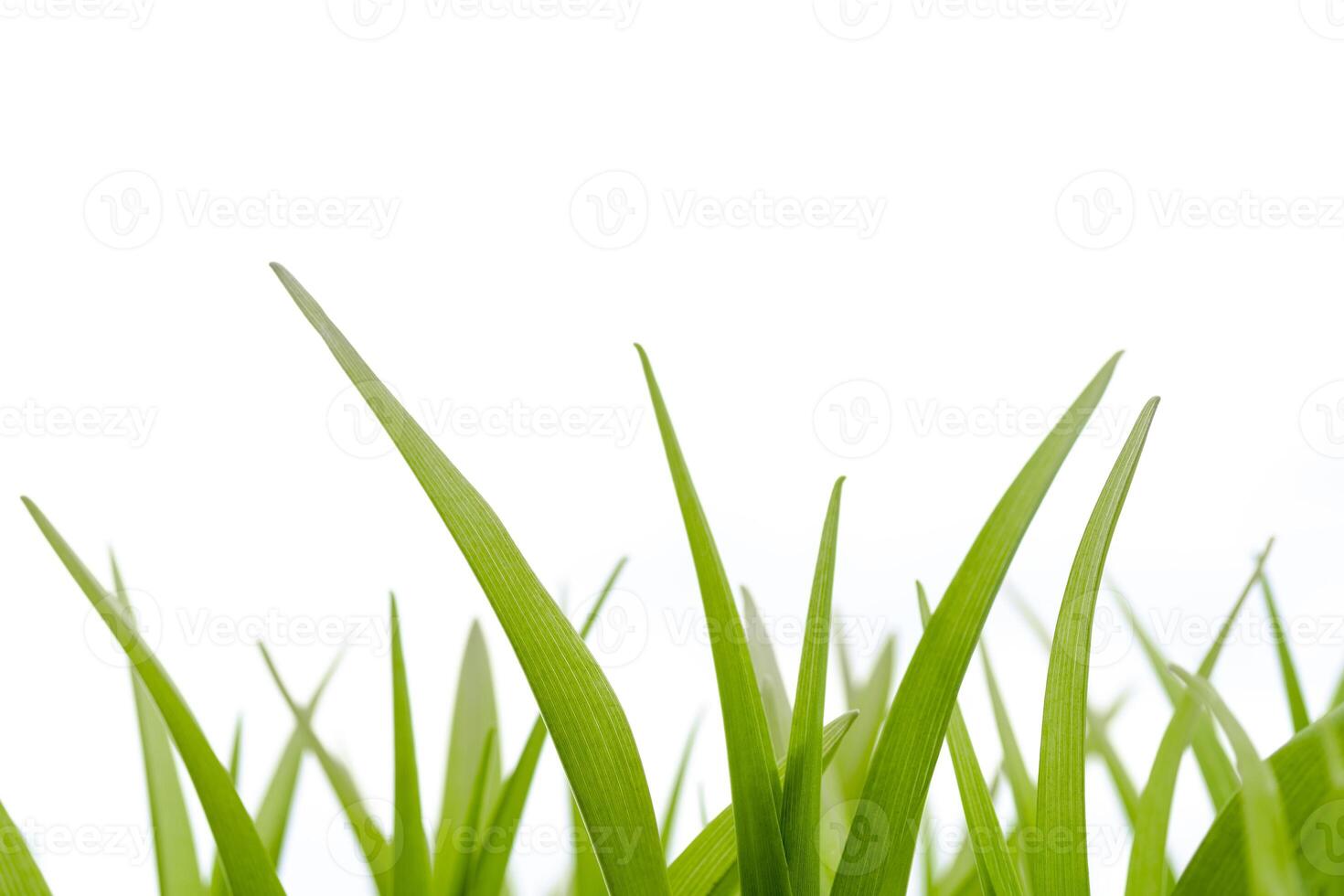 Stems of green grass on a white background. photo