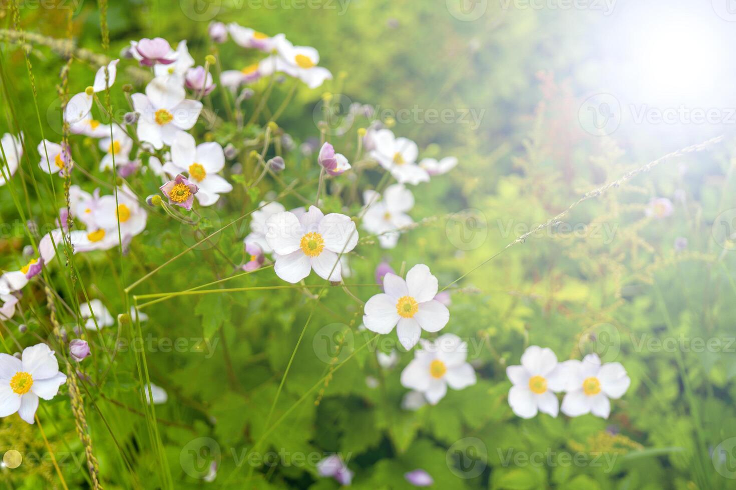 Little white wildflowers. Summer day in the countryside. Soft focus. photo