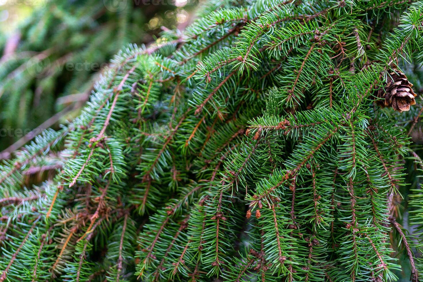 Branches of green spruce in the forest. Natural background of plants. photo