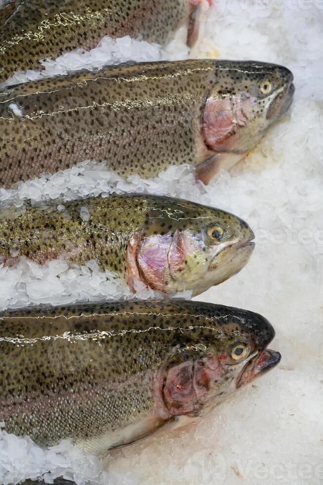 Fresh trout fish on an ice counter in a supermarket. photo