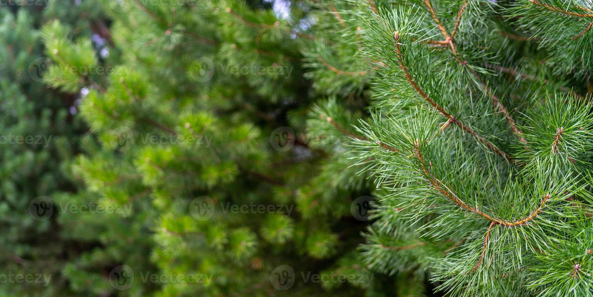 Branches of green spruce in the forest. Natural background of plants. photo