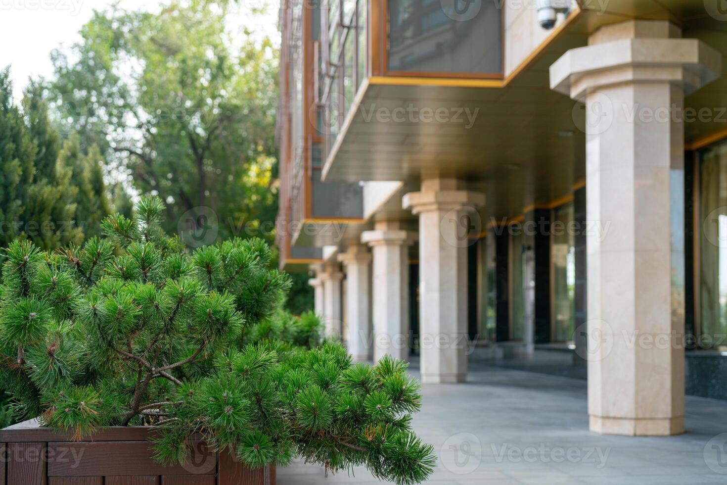 Decorative spruce in the urban space. Green branches of spruce on a city street. photo