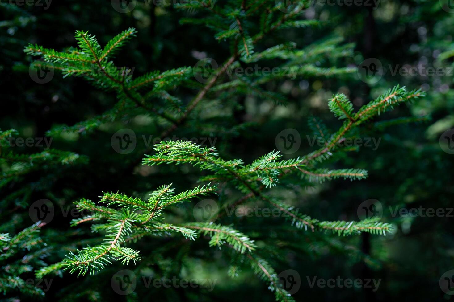 Branches of green spruce in the forest. Natural background of plants. photo