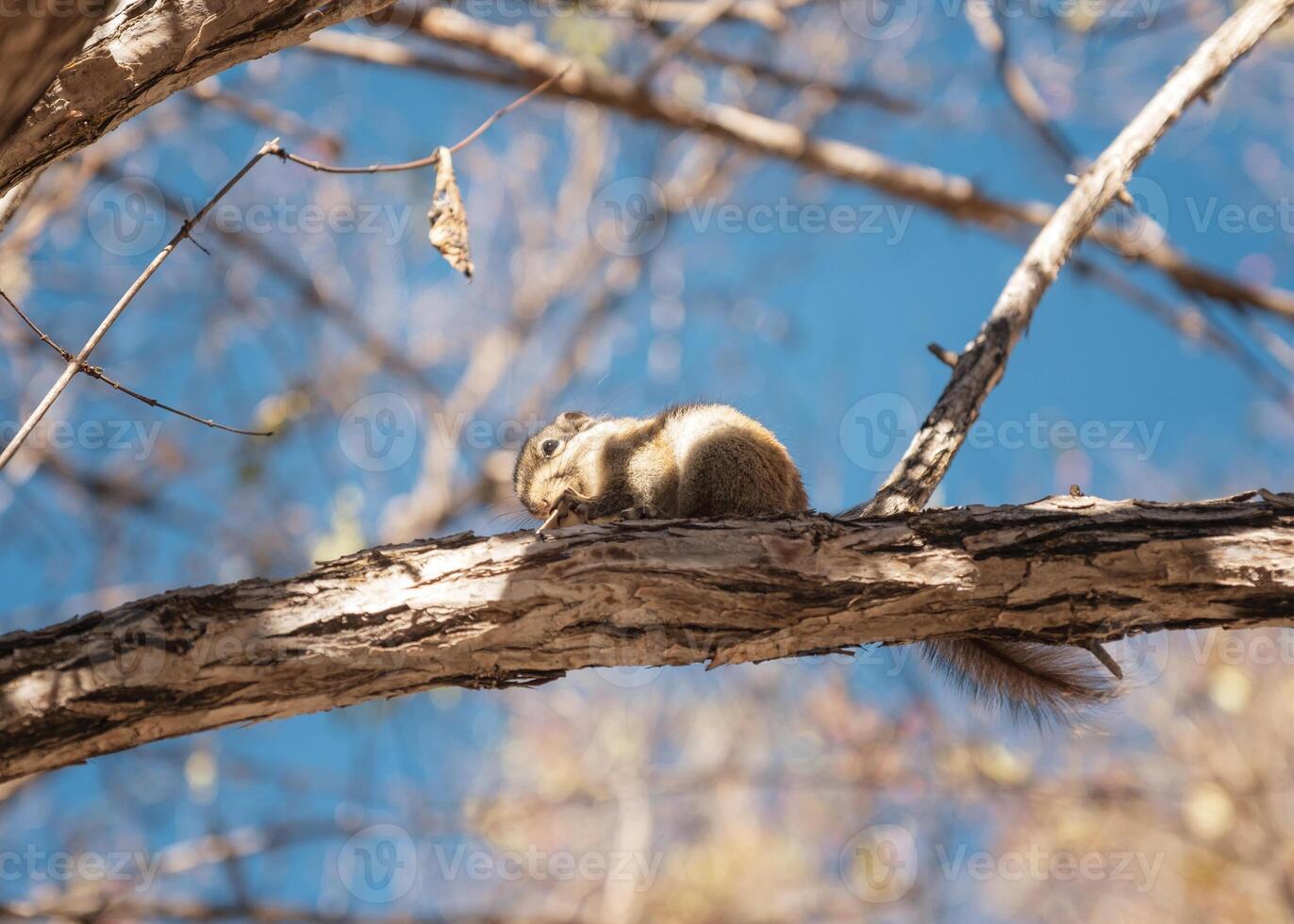 Brown squirrel nibbling peanut on branch photo