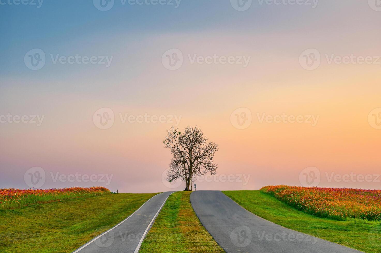 Lonely tree with cosmos garden on hill photo