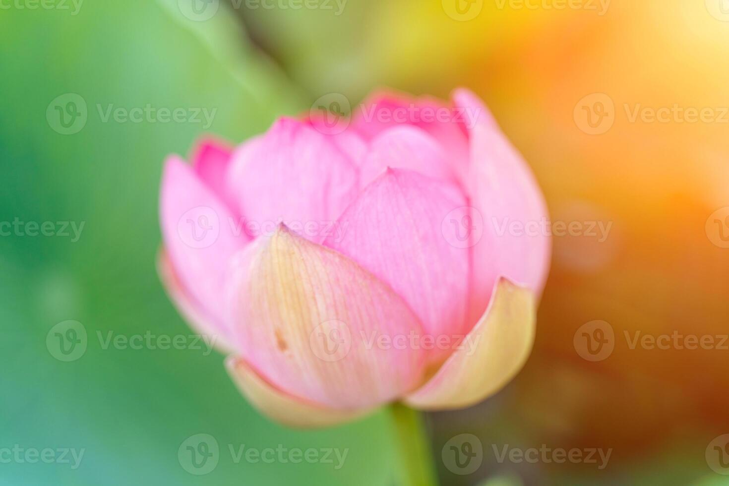 A pink lotus flower sways in the wind, Nelumbo nucifera. Against the background of their green leaves. Lotus field on the lake in natural environment. photo