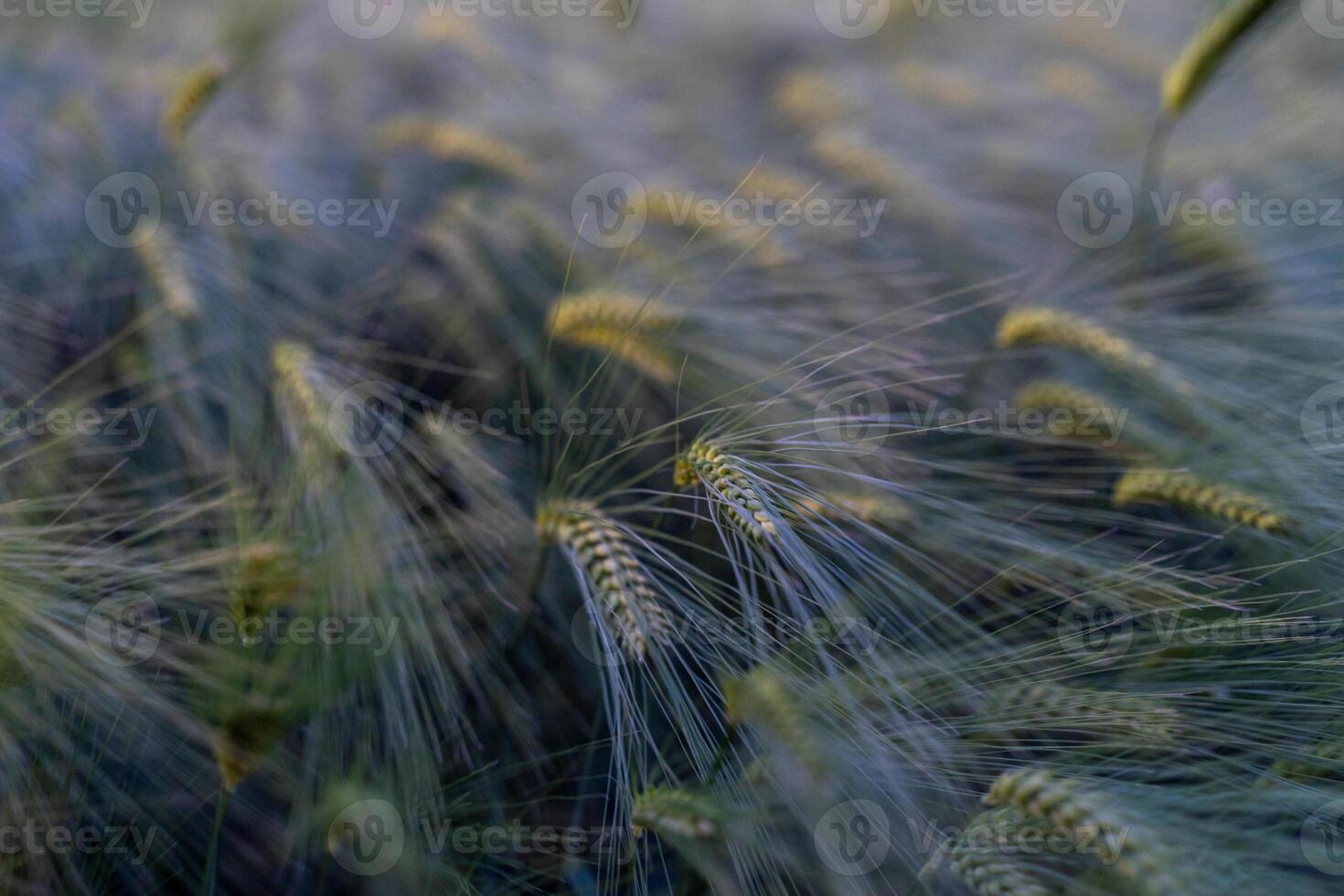 barley with spikes in field, back lit cereal crops plantation in sunset photo