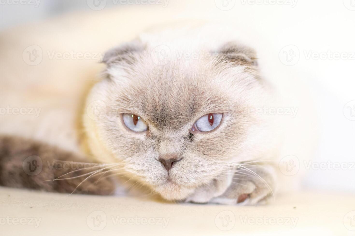 A cat with blue eyes is laying on a white surface. The cat has a look of annoyance on its face. photo