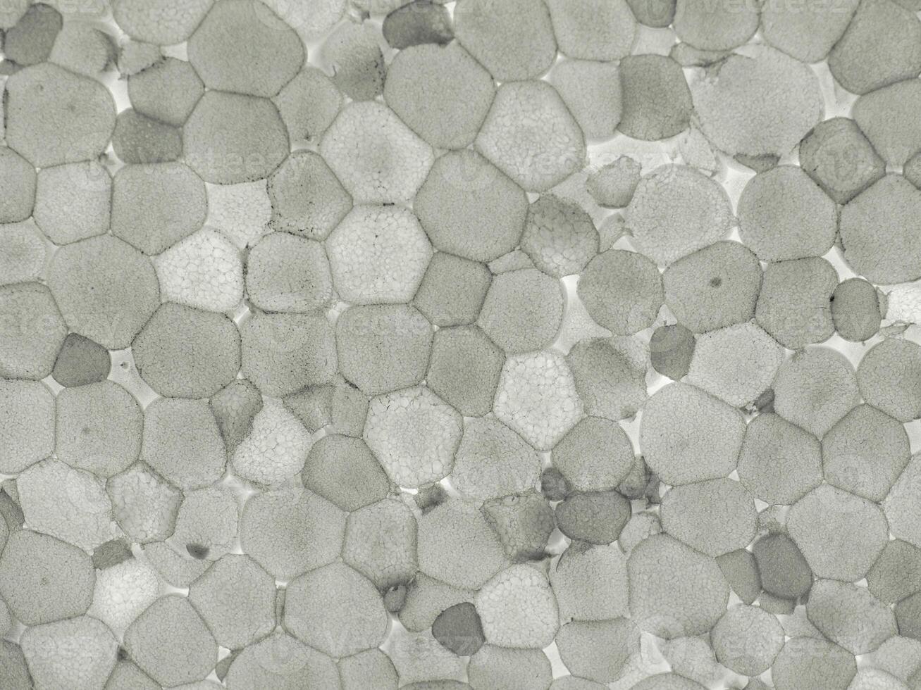 expanded polystyrene plastic texture background photo