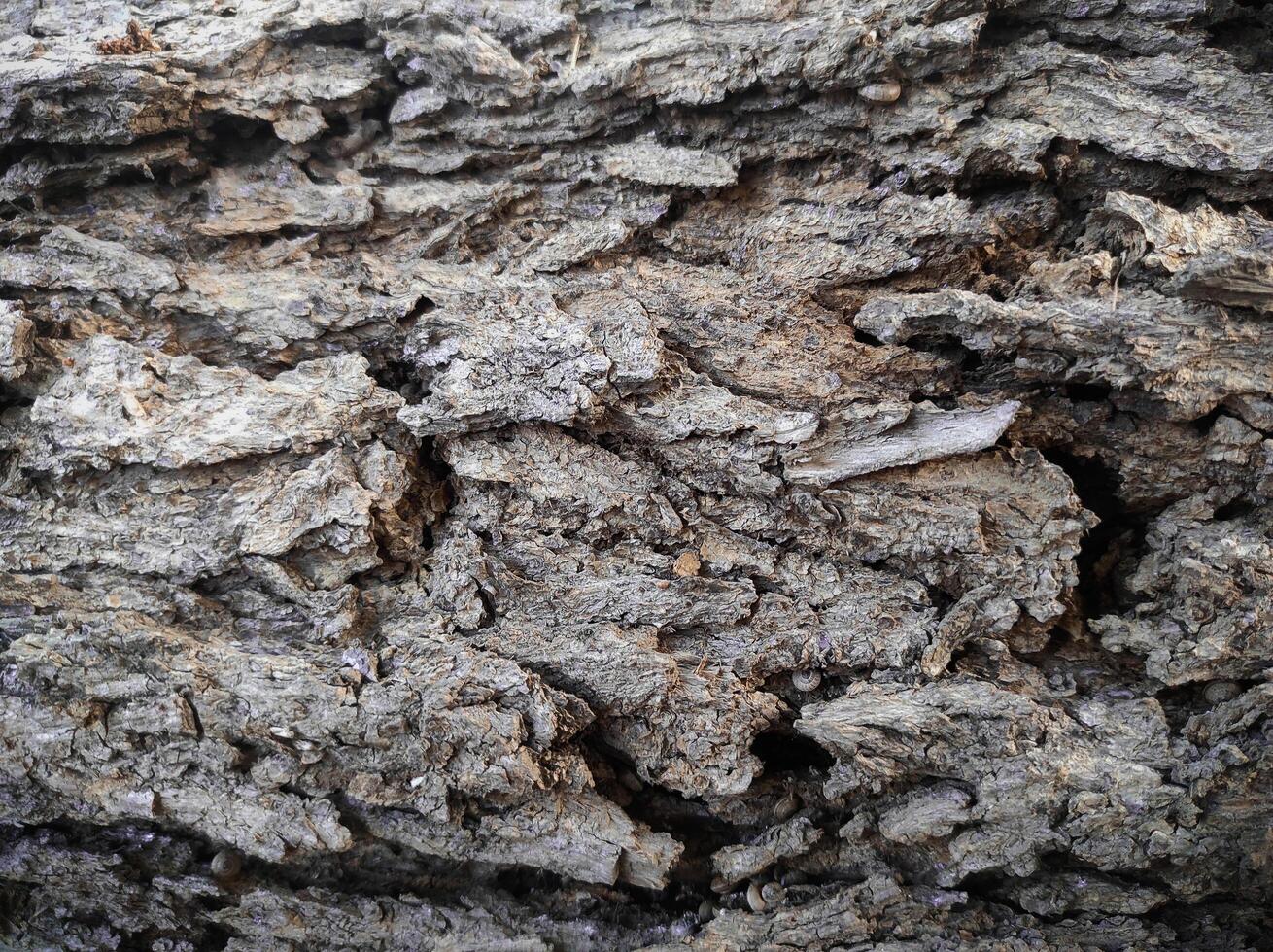 Pine tree bark texture background photo