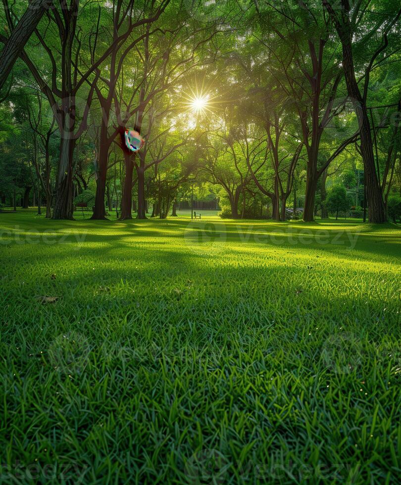 Sunlight filtering through trees in a lush green park during daytime photo