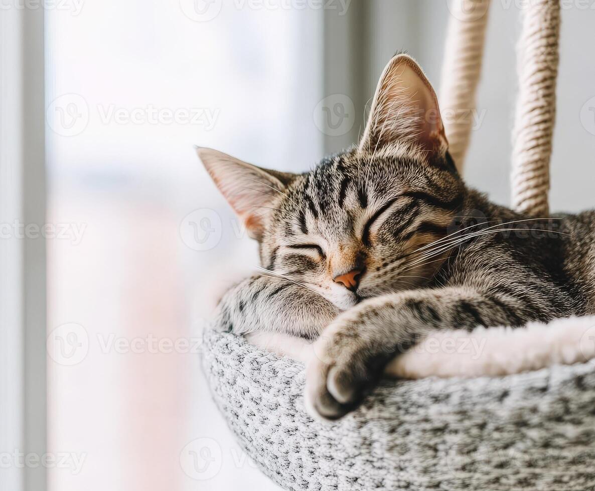 Cat resting peacefully in cozy bed by the window indoors photo