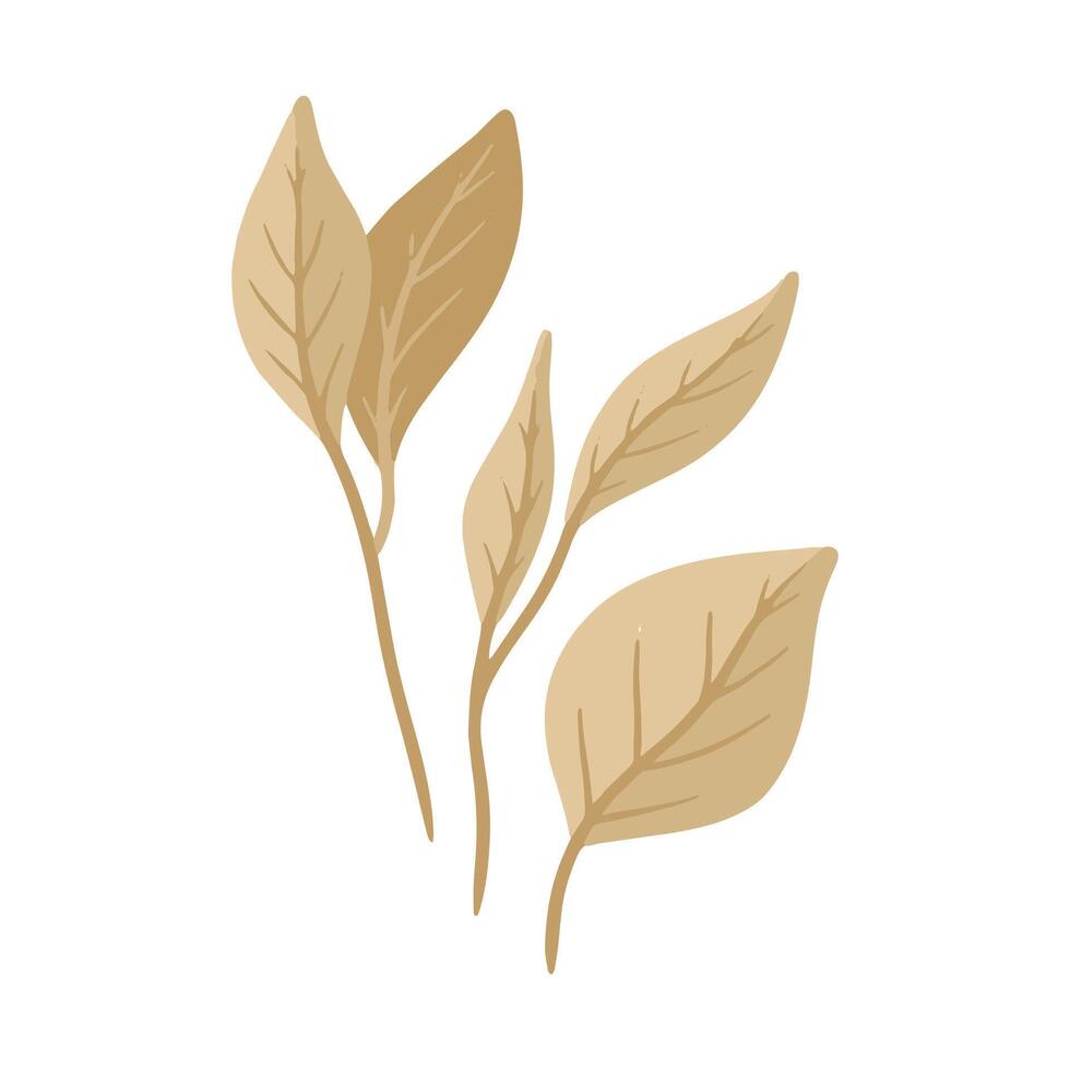 Drawn spring flower illustration isolated on the white vector