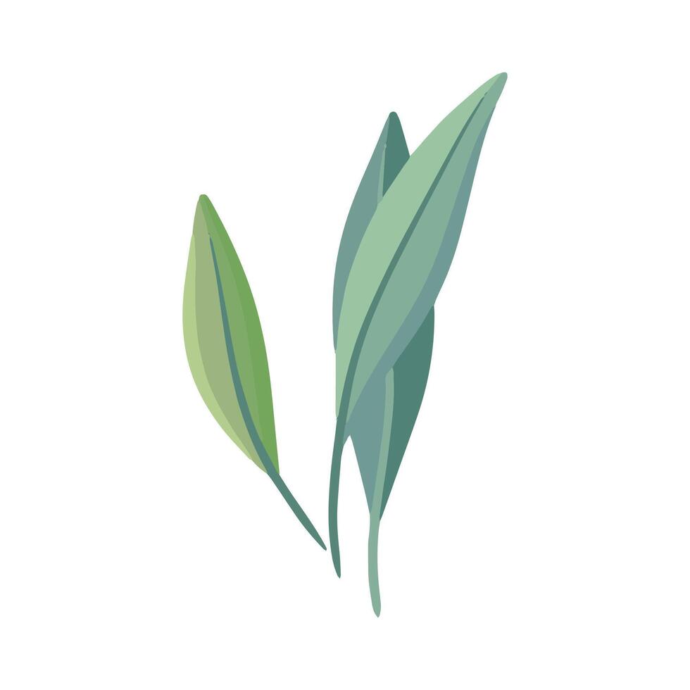 Drawn spring flower illustration on the white background vector